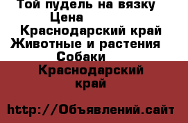 Той-пудель на вязку › Цена ­ 3 000 - Краснодарский край Животные и растения » Собаки   . Краснодарский край